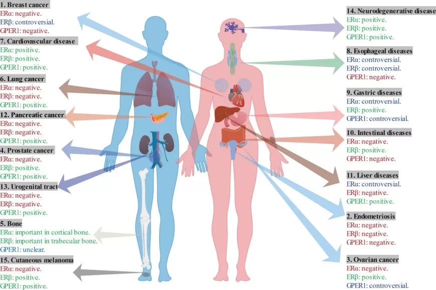 Multifaceted roles of estrogen receptors in various diseases including cancer bone cardiovascular metabolic and immune conditions